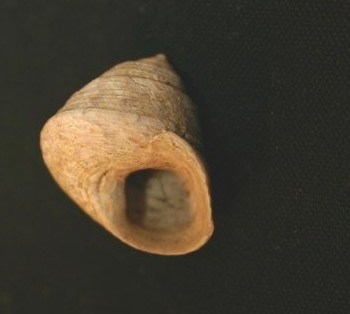 ID gasteropode - pleistocene